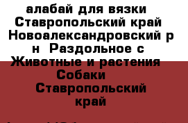 алабай для вязки - Ставропольский край, Новоалександровский р-н, Раздольное с. Животные и растения » Собаки   . Ставропольский край